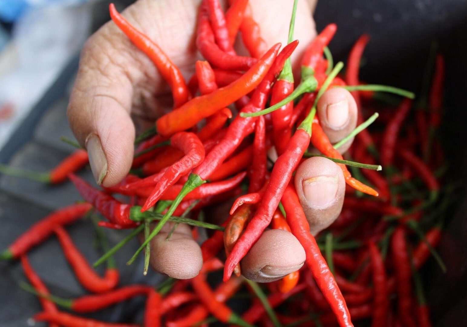 A hand holding a bunch of small red chili peppers with green stems. More chili peppers are visible in the background.